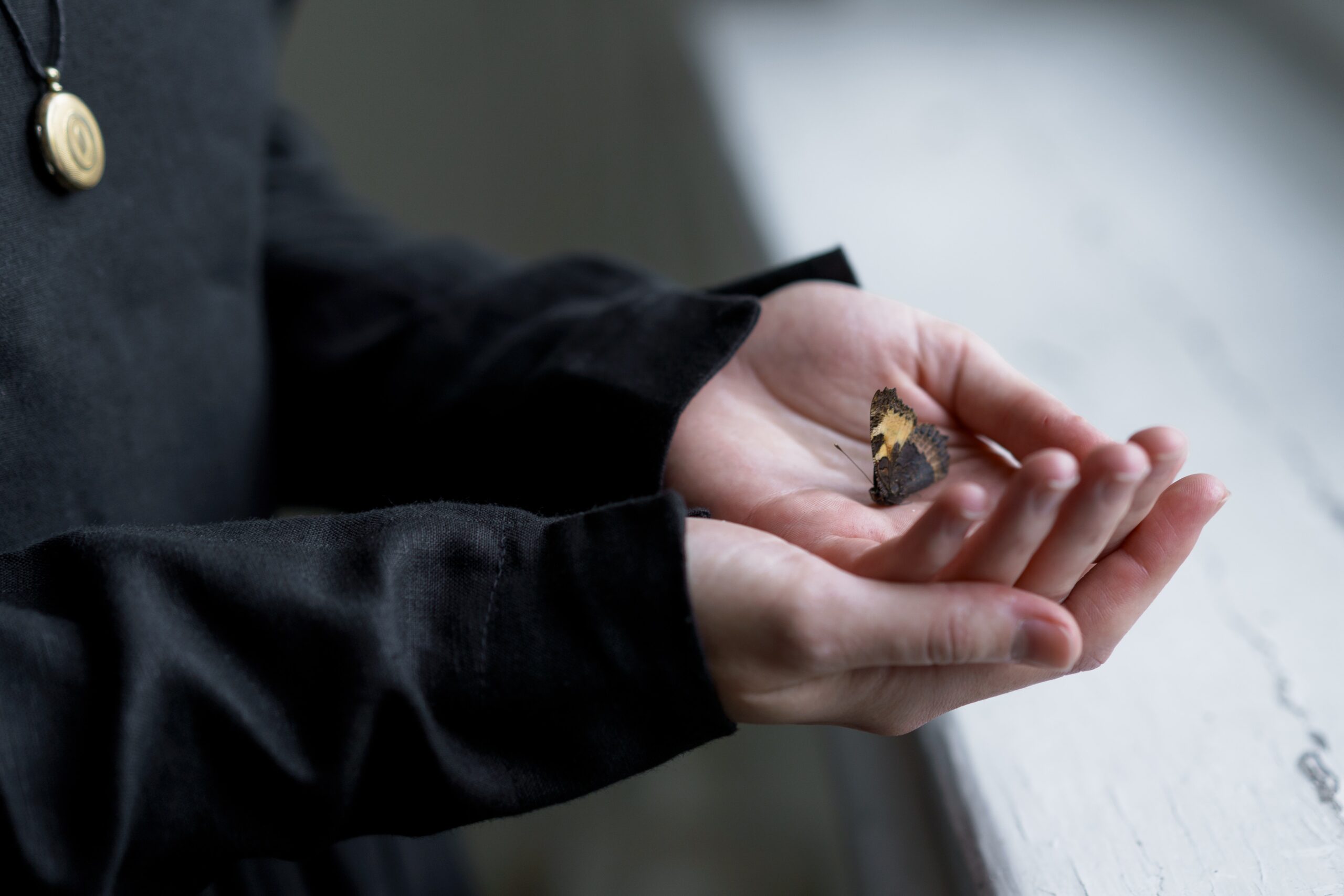 Hands gently holding a butterfly.
